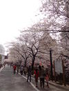 目黒川桜祭★