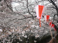 桜満開♪