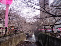桜散策コース♪